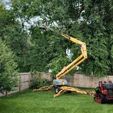 Best Tree Preservation Services  in Scanlon, MN