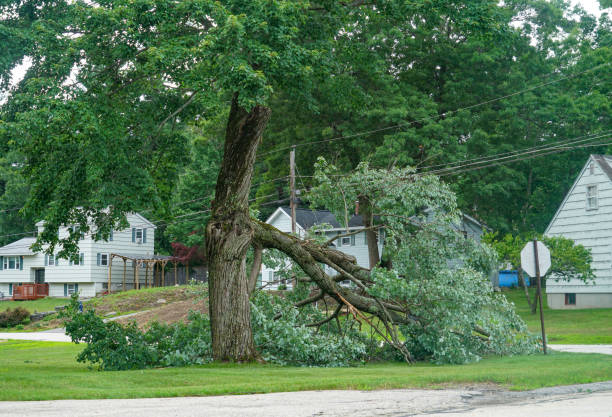 Best Lot and Land Clearing  in Scanlon, MN