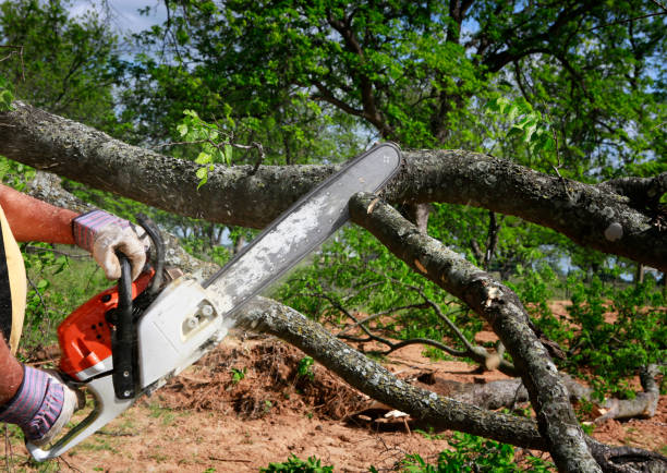 Best Fruit Tree Pruning  in Scanlon, MN