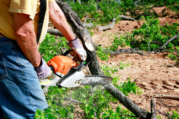 Best Tree Removal  in Scanlon, MN